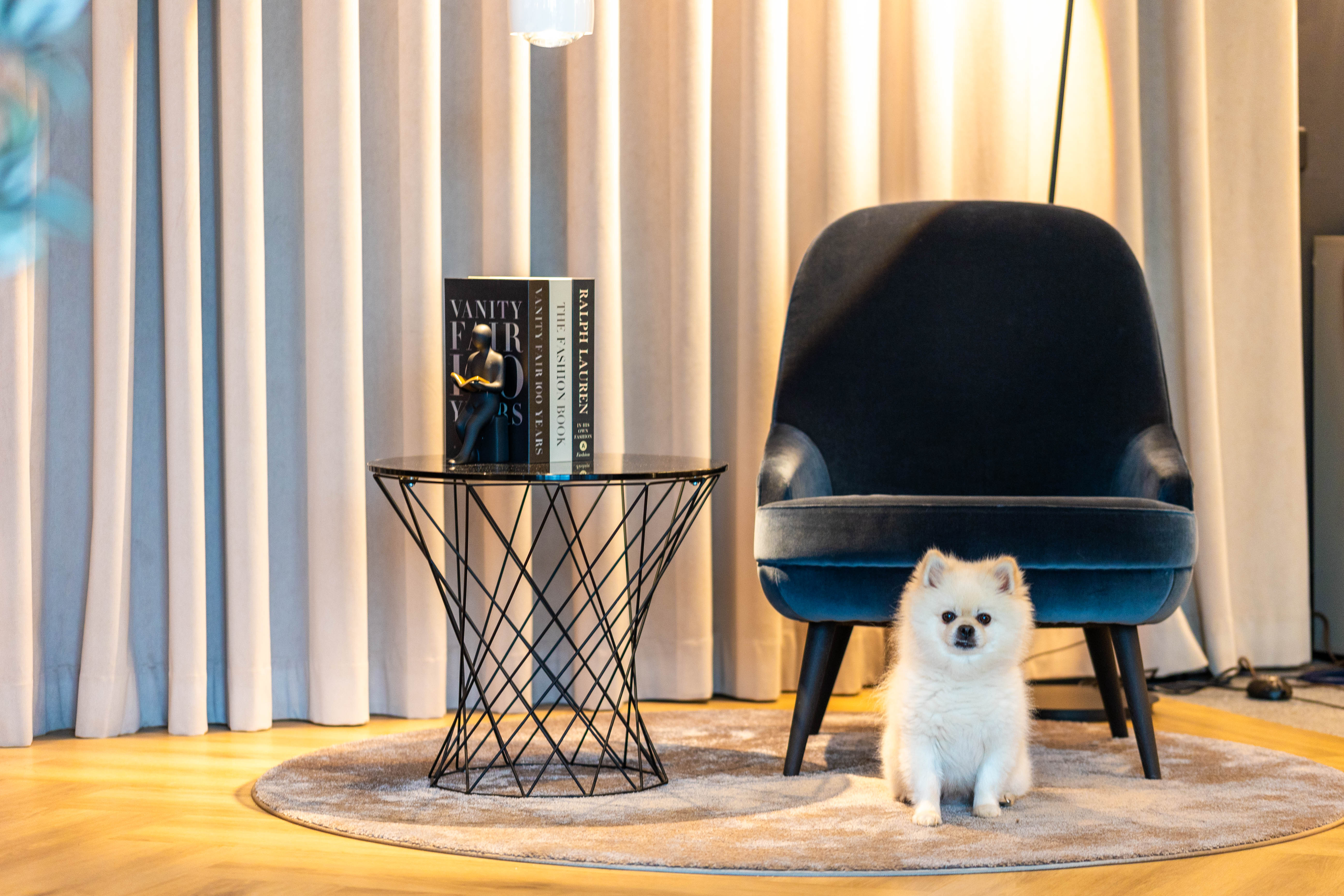 Beleuchteter Sessel mit süßem Hund